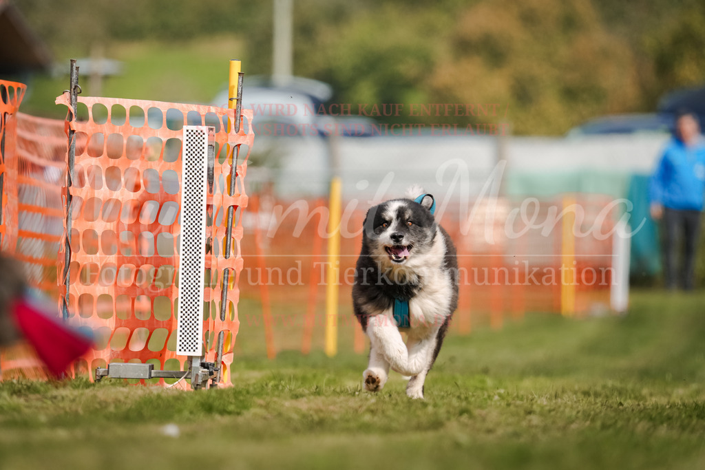 20250928_Hunderennen-363 | MuT (Mensch und Tier) mit Mona - Fotografie und Tierkommunikation - Realisiert mit Pictrs.com