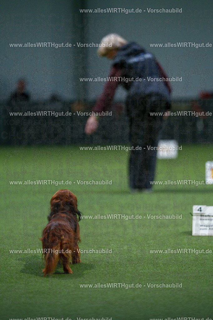 7R506848 | Professionelle Tierfotografie in Mönchengladbach von Daniel Wirth (allesWIRTHgut). Liebevolle & natürliche Bilder von Hunden & Katzen für unvergessliche Erinnerungen.