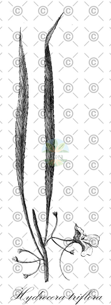 HistAbb_wfo-0000193116_1_ENZY_Simple | Historische Abbildung von Hydrocera triflora - Balsaminaceae | Historical Illustration of Hydrocera triflora - Balsaminaceae