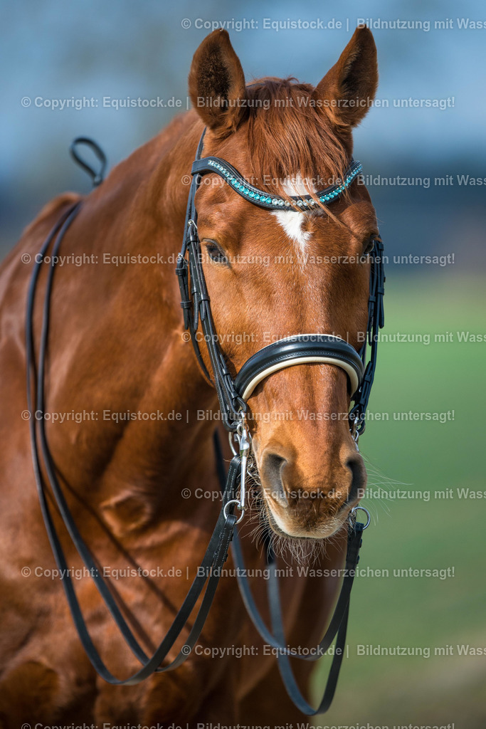 20160218_Fuchs_mit_Kandare_0001 | equistock