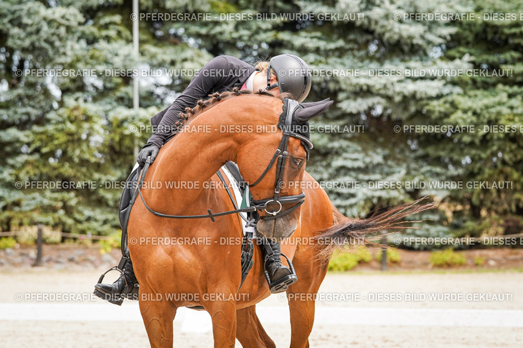 DSC04592 | Pferdegrafie