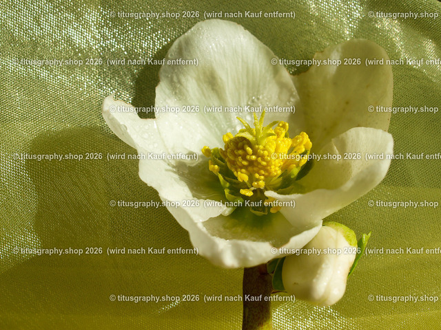 titusgraphy_P2244256-vz-ln | titusgraphy-shop: Geschenkideen mit Qualitätsfotos. titusgraphy-shop: gift ideas with quality photos. titusgraphy-shop: idées cadeaux avec photos de qualité.  - Realisiert mit Pictrs.com