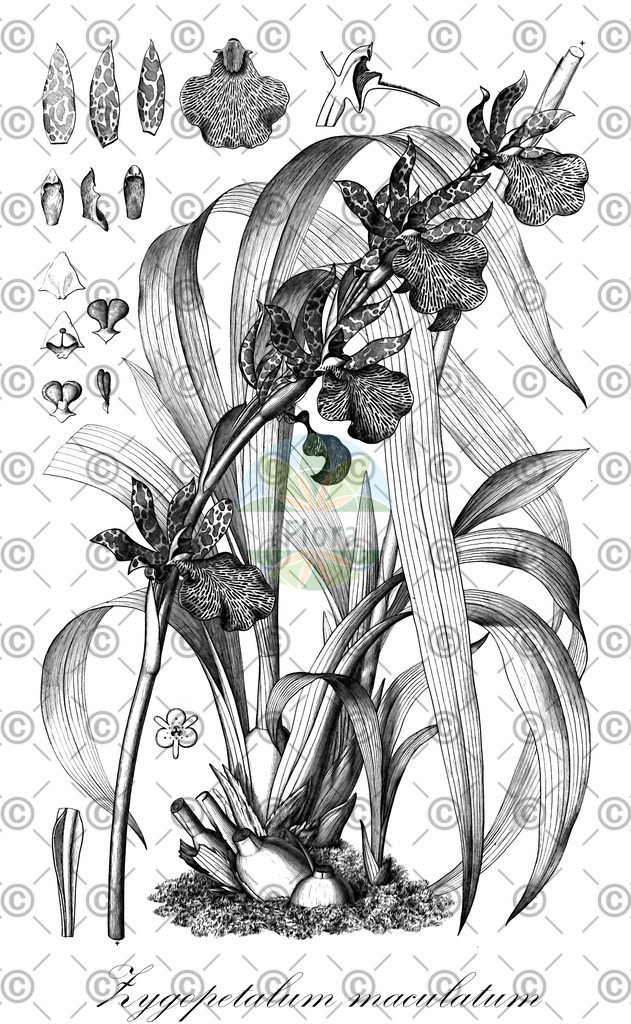 HistAbb_wfo-0000335812_1_ENZY_Simple | Historische Abbildung von Zygopetalum maculatum - Orchidaceae | Historical Illustration of Zygopetalum maculatum - Orchidaceae