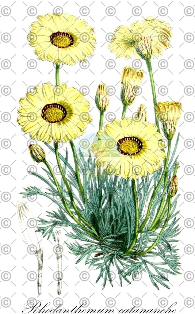 HistAbb_wfo-0001163970_1_ENZY_Simple | Historische Abbildung von Rhodanthemum catananche - Asteraceae | Historical Illustration of Rhodanthemum catananche - Asteraceae