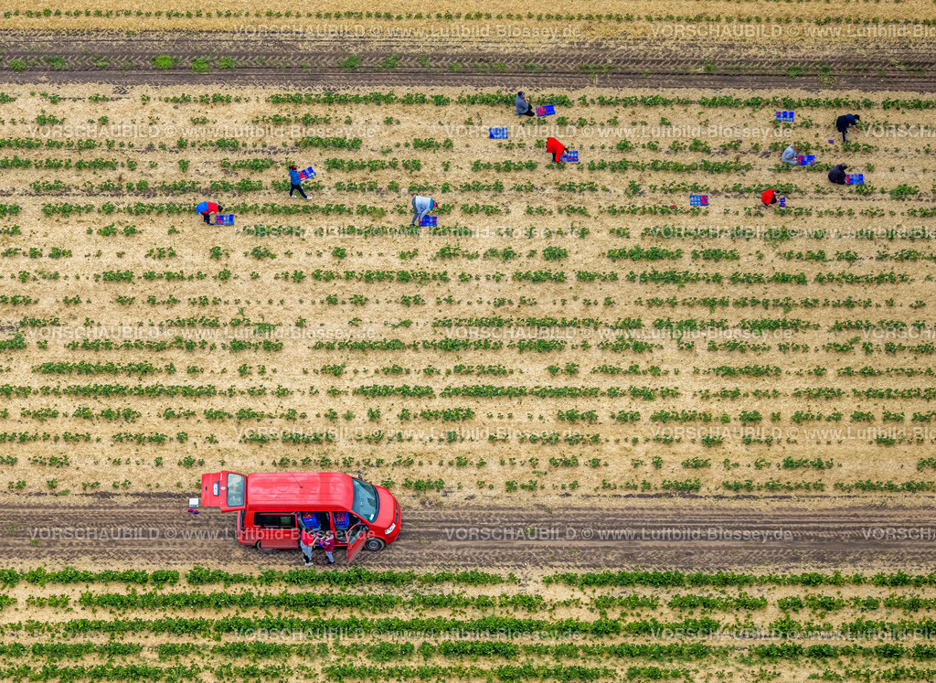 Dorsten220602850 | Luftbild, Erdbeeren pflücken auf dem Erdbeerfeld Kippheide in Barkenberg, Dorsten, Ruhrgebiet, Nordrhein-Westfalen, Deutschland