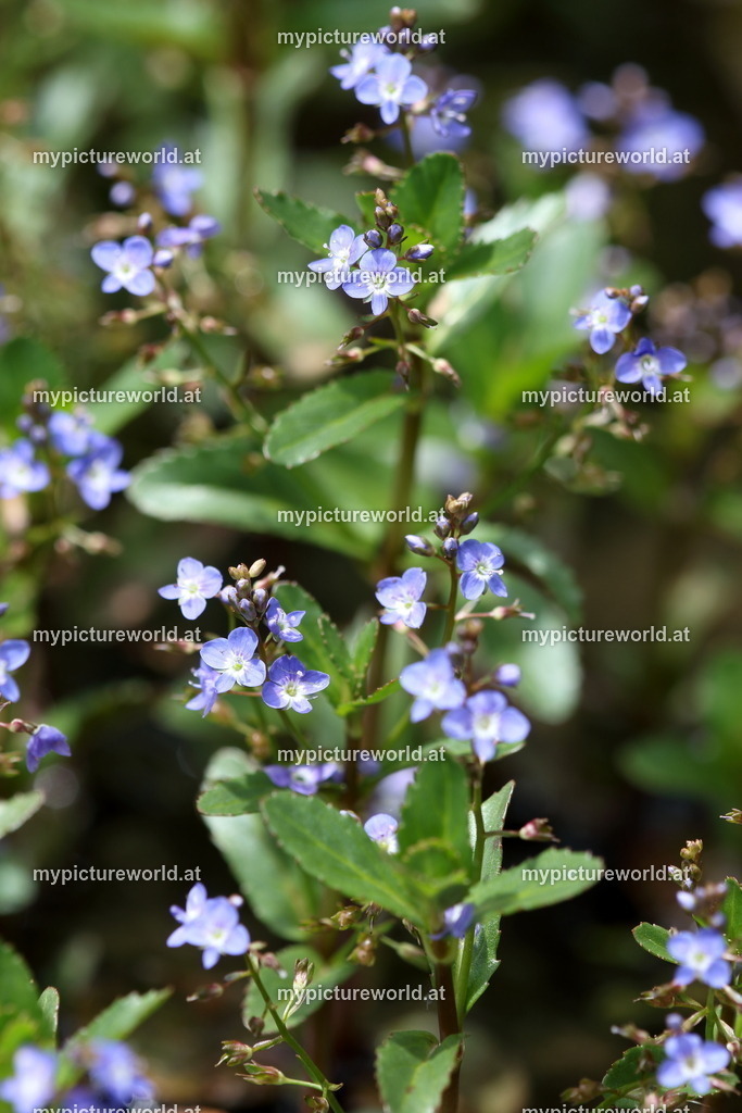 Bach-Ehrenpreis-001 | Das Bilderarchiv über Tiere, Planzen und Landschaften. In der Bilddatenbank finden Sie ein große Auswahl an hochwertigen Bilder für Ihre Werbung - Realized with Pictrs.com