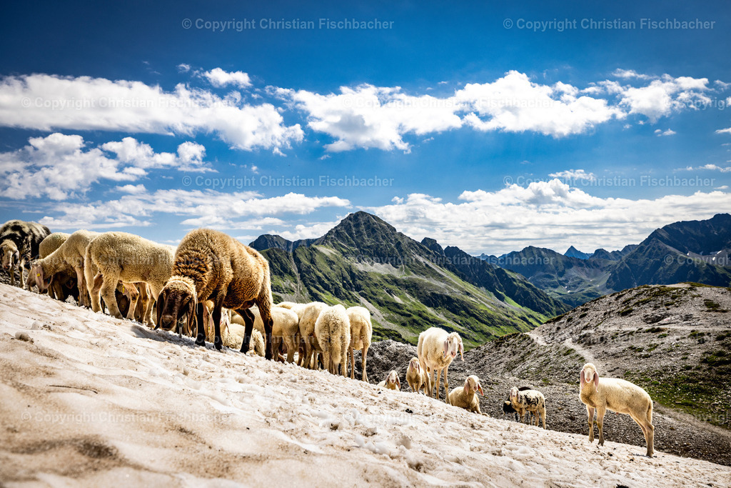 Fotos_Copyright_Chri_Fischbacher_Druck-534 | Bildershop Chri Fischbacher - Realisiert mit Pictrs.com
