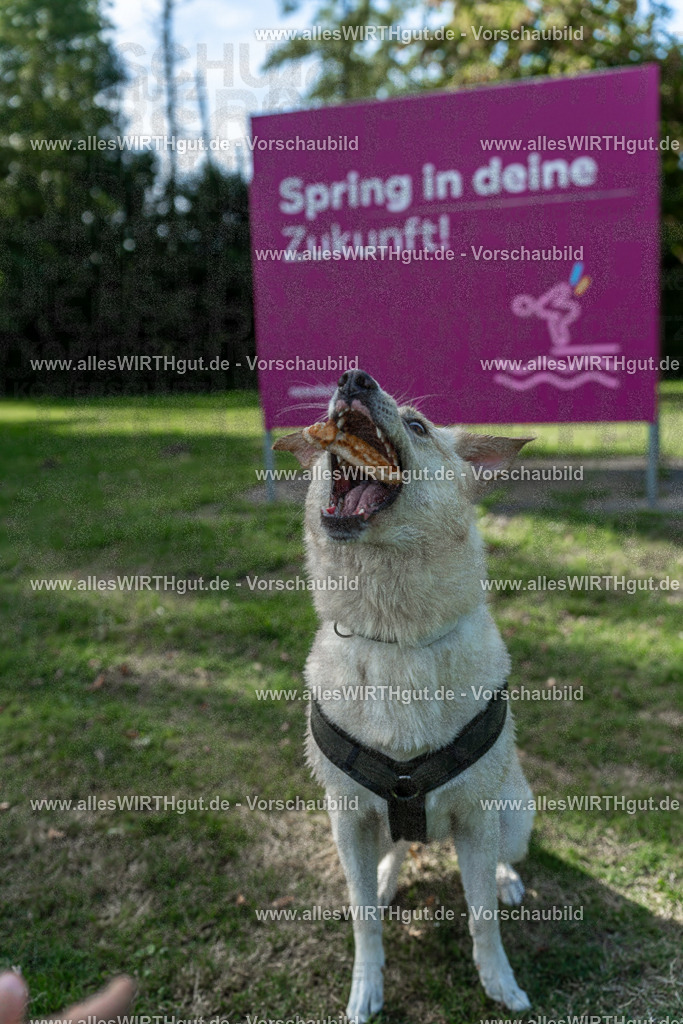 Hundeschwimmen_Volksbad_2026-allesWIRTHgut_Tierfotografie-2609061557-7R502042 | Professionelle Tierfotografie in Mönchengladbach von Daniel Wirth (allesWIRTHgut). Liebevolle & natürliche Bilder von Hunden & Katzen für unvergessliche Erinnerungen.