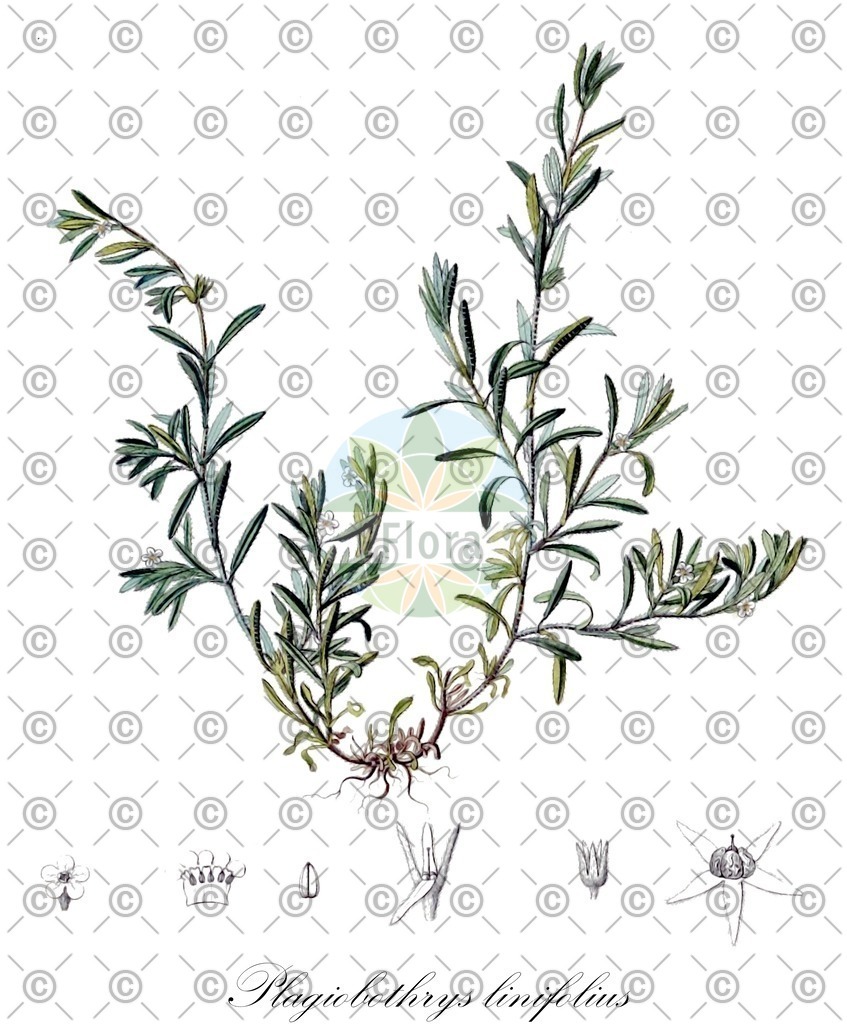 HistAbb_wfo-0001152311_1_ENZY_Simple | Historische Abbildung von Plagiobothrys linifolius - Boraginaceae | Historical Illustration of Plagiobothrys linifolius - Boraginaceae