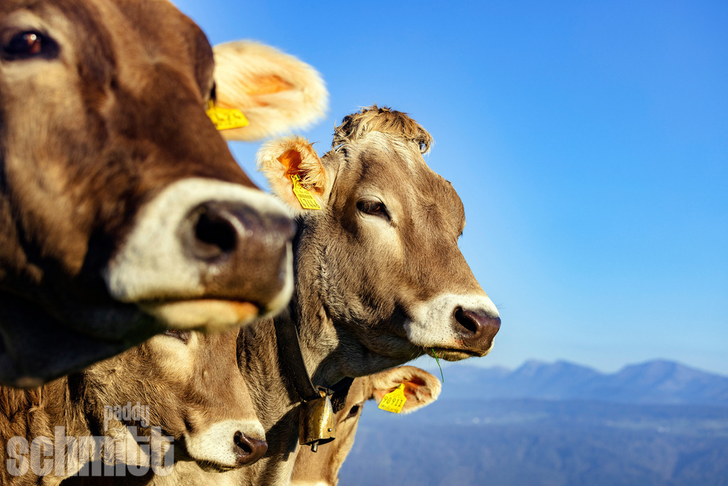 PS-Tiere-2026-72 | Entdecke die größte Bildgalerie der Region mit Fotografien aus dem Allgäu, der Bodenseeregion, Oberschwaben, dem Donautal und der Schwäbischen Alb. Landschaften, Luftaufnahmen und Reisefotografie als Wandbild und Fotokunst. - Realisiert mit Pictrs.com