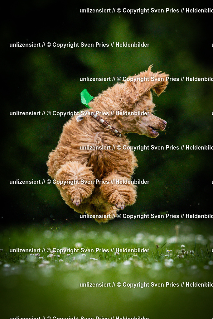 Sven Pries | 2025-05-29 - Pudelrennen KA-Durlach - Realisiert mit Pictrs.com