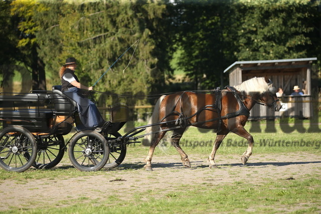 Leistungsprüfung_Sankt Märgen_2022_KN_06_Lissy (21) | Alle Fotos der Reiterjournal Fotografin Doris Matthaes im Reiterjournal Online-Fotoshop. - Realisiert mit Pictrs.com