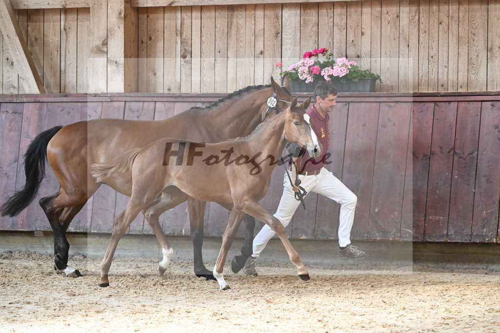 Kat-Nr. 2 SF Tangelo van de Zuuthoeve_Kornes_26230576 | hf-fotografie - Realizzato con Pictrs.com