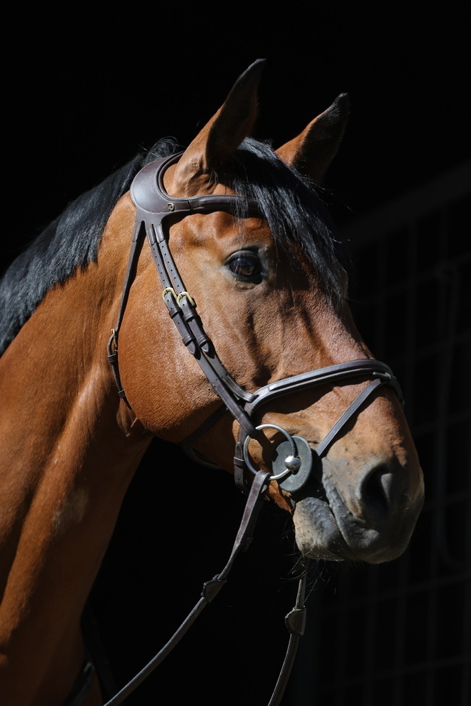 0P6A8067 | Willkommen bei Brunnmayr - Design & Fotografie – Ihrem Spezialisten für Reitturniere und Pferdeveranstaltungen in Oberösterreich, Salzburg und Bayern! Seit über 17 Jahren sind wir leidenschaftlich dabei.