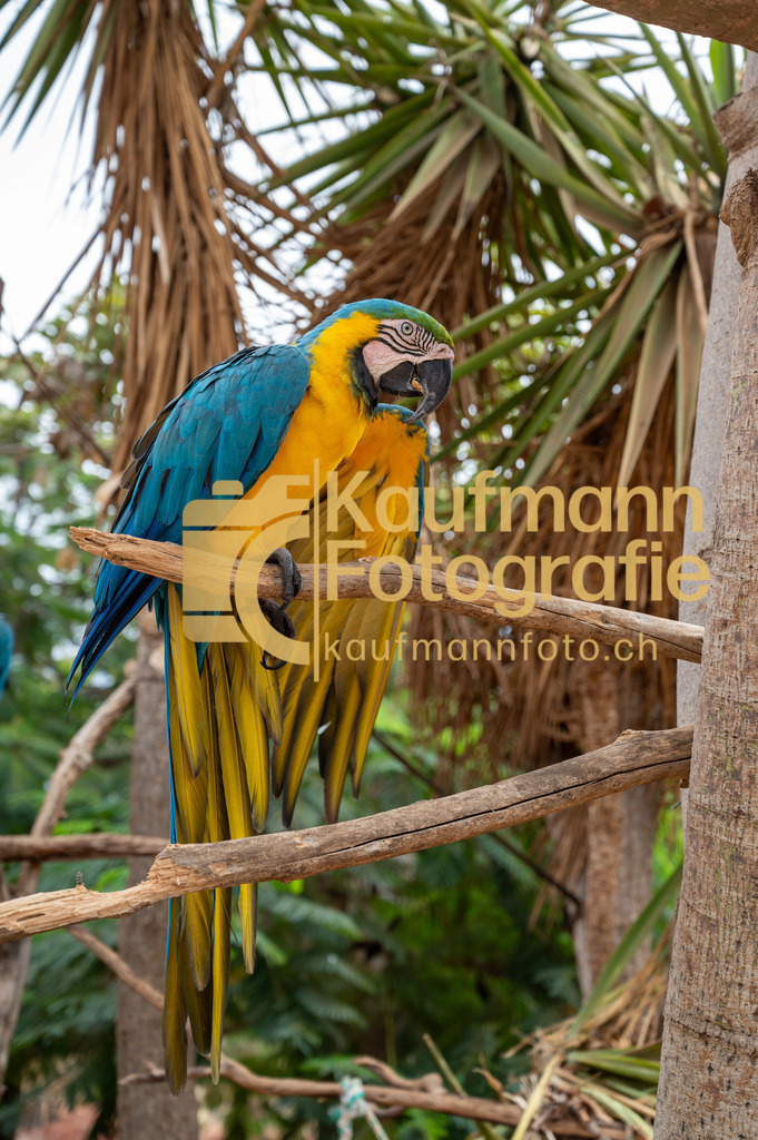 Monkey_Park_def-2985 | kaufmannfoto - Realisiert mit Pictrs.com