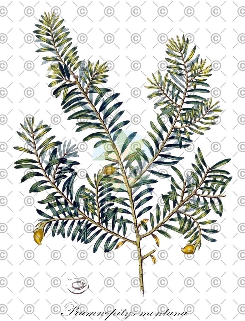 HistAbb_EMP_29700_SRC_Schlechtendal_FLORAD_SIMPLE | Historische Abbildung von Prumnopitys montana - Podocarpaceae | Historical Illustration of Prumnopitys montana - Podocarpaceae