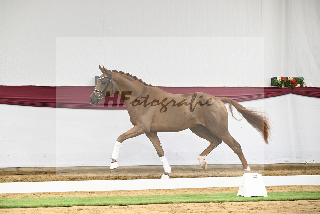 Kat-Nr. 25 Feliciano x Fuerst Romancier_Dr. Jutta Steidl_47250836 | hf-fotografie - Realisiert mit Pictrs.com