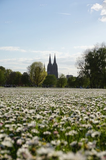 Kölner Bilder 2 | Rheinpark