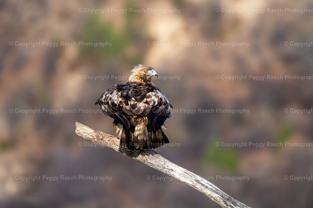 Steinadler (10) | PeggyRaschPhotography - Realisiert mit Pictrs.com