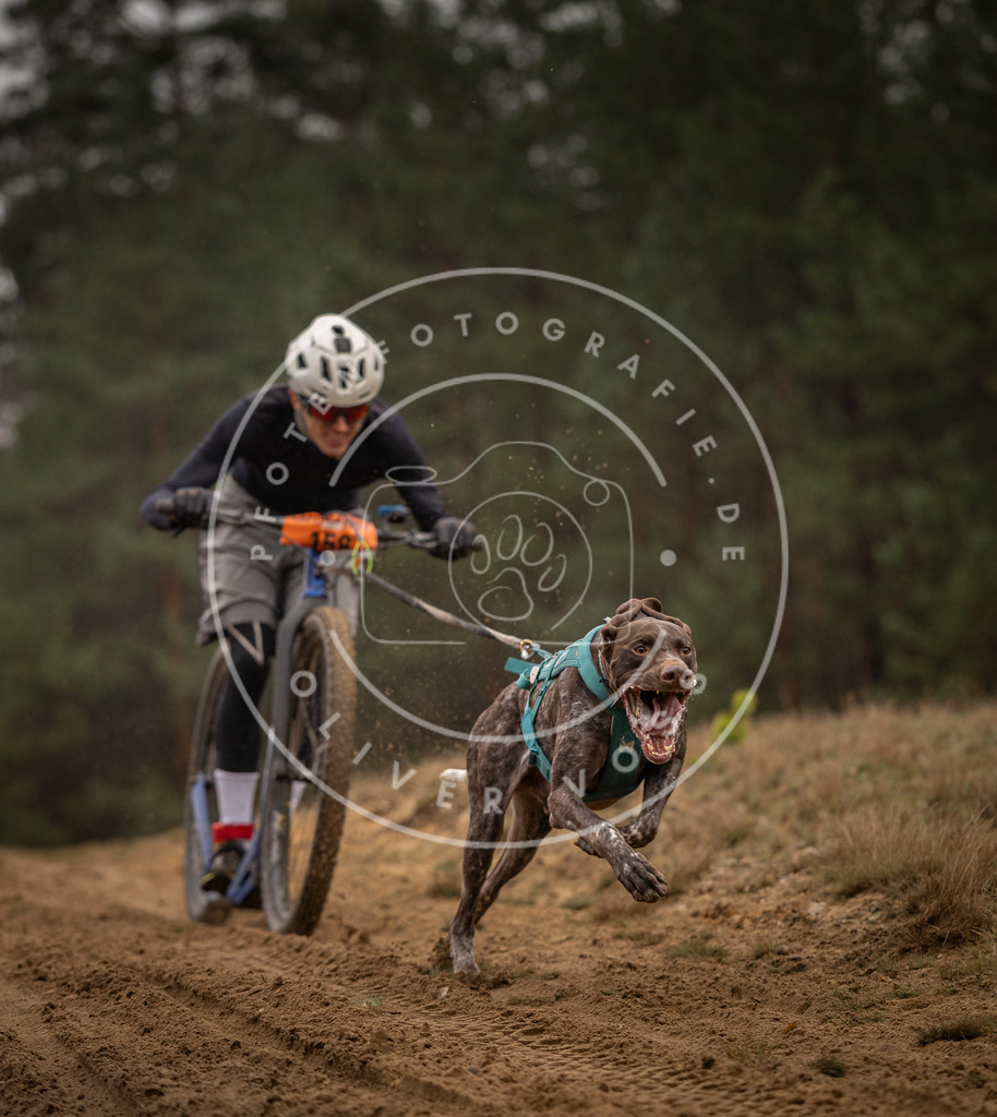 Pfotenfotografie_DV3A4249 | Hundefotografie, Tierfotograf, Pfotenfotografie, Fotoshooting Hund, Hunde Portrait, Hundesport, Hundeportraits, Heideshooting, Hunde, Sportfotograf, Hundefotograf, Turnierhundsport, THS,  - Realisiert mit Pictrs.com