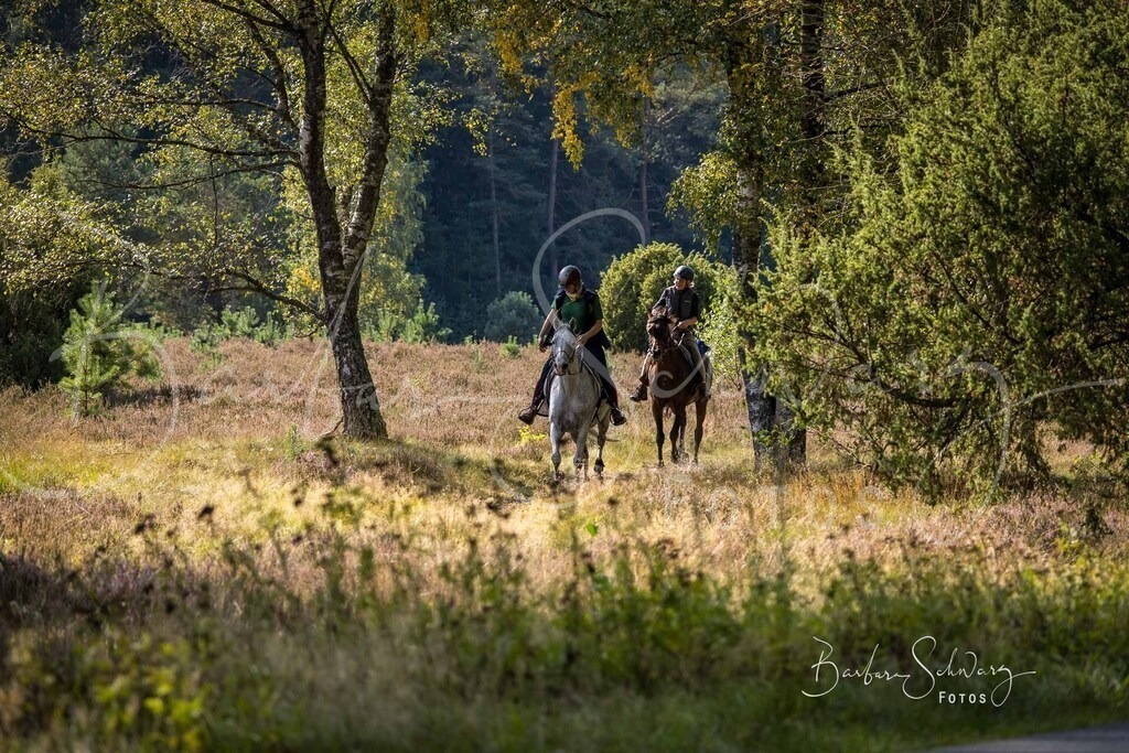 DdLH-WehlenerHeide_2025-09-20_146 | Fotografie, Veranstaltungs-Fotografie, Pferde-Fotografie, Landschafts-Fotografie, Reise-Fotografie - Realisiert mit Pictrs.com