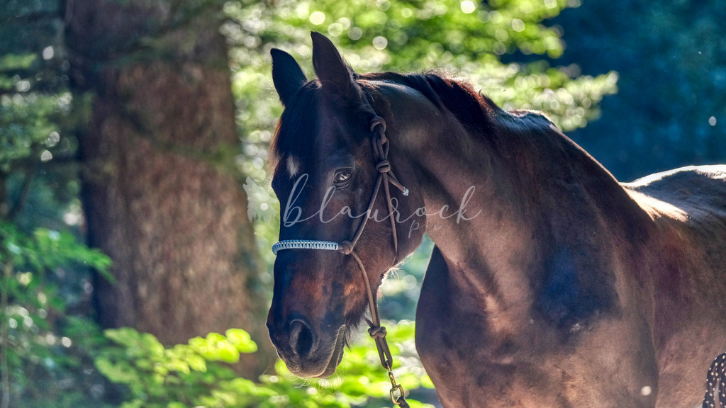 Tier_00029 | Sportbilder, Sportfotograf, Hochzeits- und Eventfotografin, Flugshows, Portraits und Tiershooting, Aviation, Downhill, Nationalleague, Swissleague, International