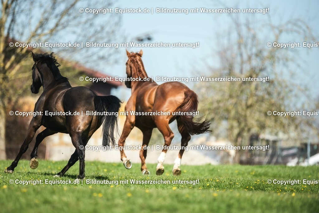 20210426_Pferd-auf-Koppel_0015 | equistock