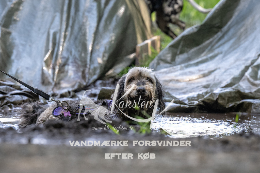 1201_ZZ90963 | kk-dogfotos