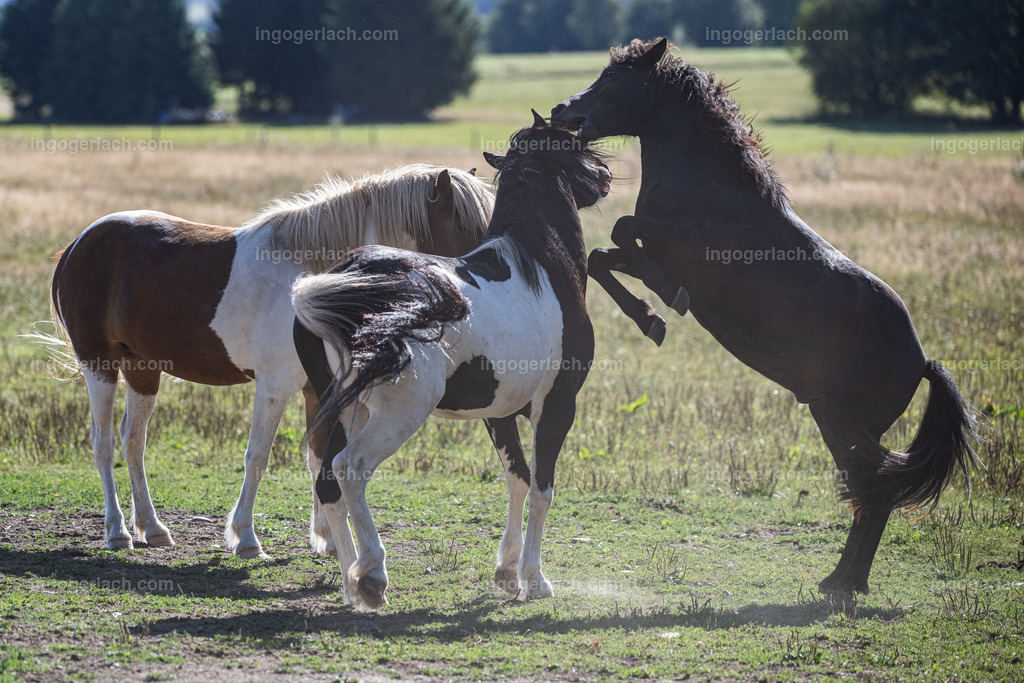 kämpfende Islandhengste | Ingo Gerlach