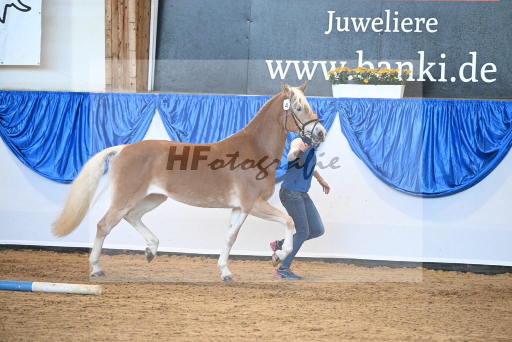 Bl. Band Kat-Nr. 4 Davinja v. Sternzauber_Mueller_48241045 | hf-fotografie - Realisiert mit Pictrs.com