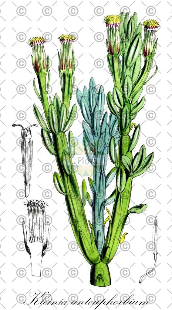 HistAbb_EMP_19058_SRC_Schlechtendal_FLORAD_SIMPLE | Historische Abbildung von Kleinia anteuphorbium - Asteraceae | Historical Illustration of Kleinia anteuphorbium - Asteraceae