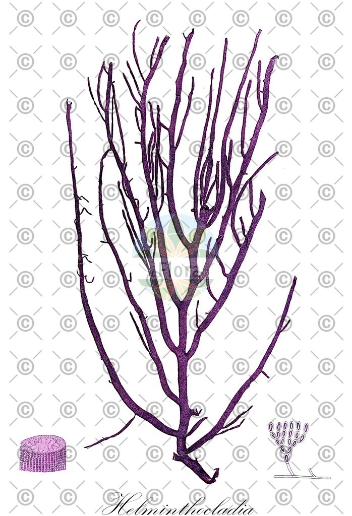 HistAbb_637FG_2_ENZY_Simple | Historische Abbildung von Helminthocladia - Liagoraceae (0) | Historical Illustration of Helminthocladia - Liagoraceae (0)