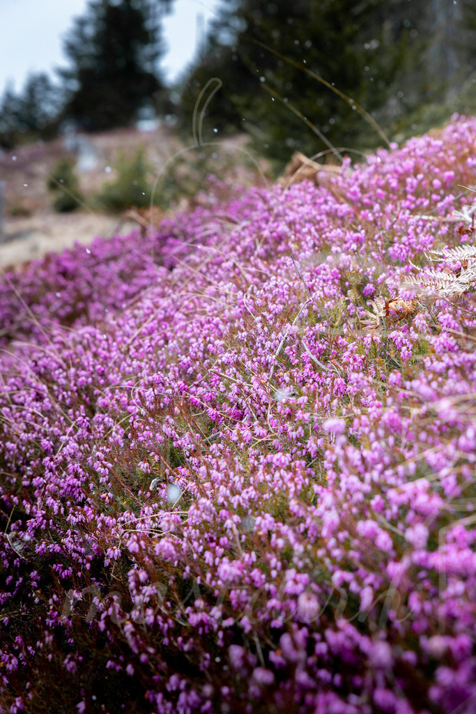 Erikablüte Steiermark | Ihre Fotografin im Lungau, ihre Fotografin im Mostviertel, Wandbilder Onlineshop, Imagefotos für Ihr Unternehmen,  - Realisiert mit Pictrs.com