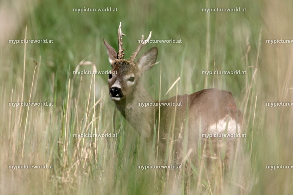 Reh-015 | Das Bilderarchiv über Tiere, Planzen und Landschaften. In der Bilddatenbank finden Sie ein große Auswahl an hochwertigen Bilder für Ihre Werbung - Realisiert mit Pictrs.com