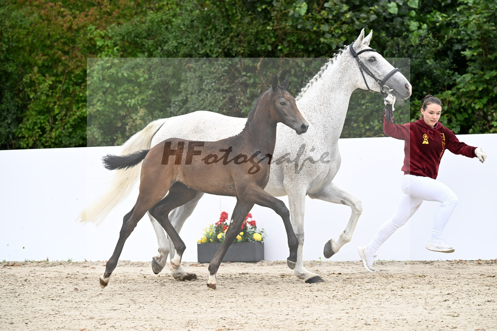 Continental Blue x Armstrong v d Kapel_SF_Fuchs_23250349 | hf-fotografie - Realizzato con Pictrs.com
