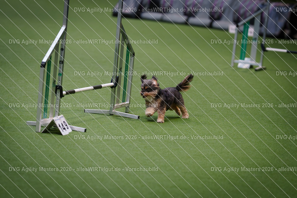 allesWIRTHgut_Tierfotografie-DVG_Agility_Masters_2026-08_41-7R501134 | Professionelle Tierfotografie in Mönchengladbach von Daniel Wirth (allesWIRTHgut). Liebevolle & natürliche Bilder von Hunden & Katzen für unvergessliche Erinnerungen.