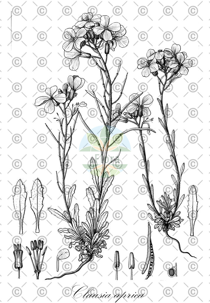 HistAbb_wfo-0000608815_1_ENZY_Simple | Historische Abbildung von Clausia aprica - Brassicaceae | Historical Illustration of Clausia aprica - Brassicaceae