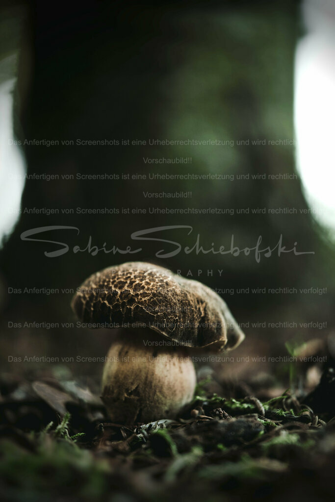 Wandbild Pilz | People- und Tierfotografie, Imageaufnahmen, Veranstaltungsfotografie und Wandbilder aus der Natur ★ Made in Germany ✔️ Druck + Downloads ✔️ Naturfotografie in Top Qualität ★ schneller Versand, weltweite Lieferung! - Realisiert mit Pictrs.com