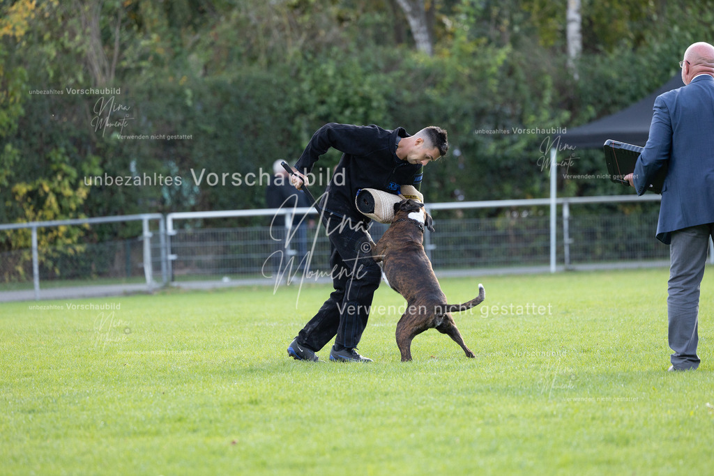 _16A6506 | Einzigartige Fotos von Hunden & Menschen –Actionfotos, Portraits, Vereinsaufnahmen & Paarshootings – authentisch, lebendig & mit Herz.