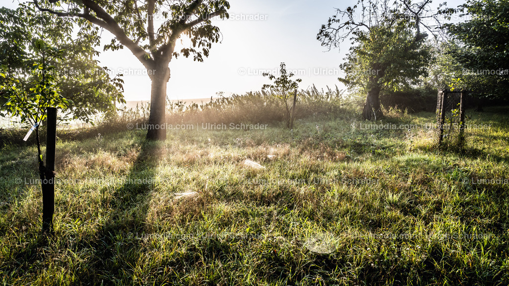 10049-12524 - Altweibersommer | Stockfoto und Bilderpool mit Bildmaterial aus Deutschland, dem Harz, Halberstadt, Quedlinburg, Wernigerode und weltweit. Qualitativ hochwertige und professionelle Fotos anschauen und kaufen. - Realisiert mit Pictrs.com