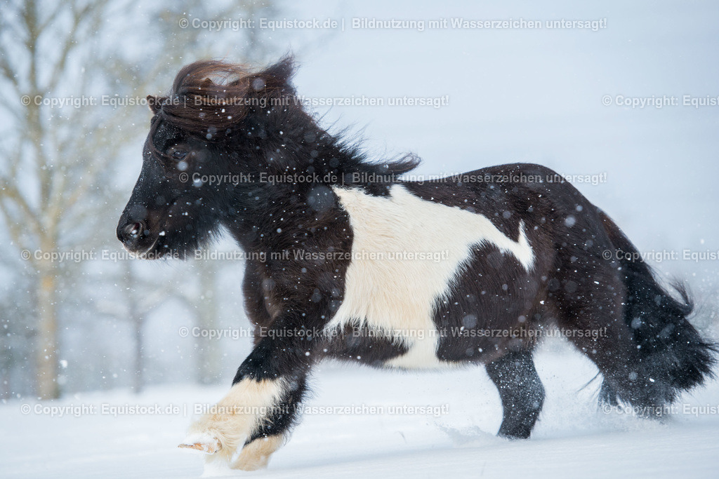 20160117_Goppierendes_Pony_im_Schnee_0001 | equistock