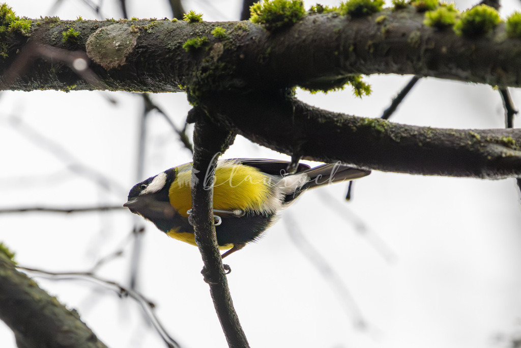 701A7178 | Sportbilder, Sportfotograf, Hochzeits- und Eventfotografin, Flugshows, Portraits und Tiershooting, Aviation, Downhill, Nationalleague, Swissleague, International