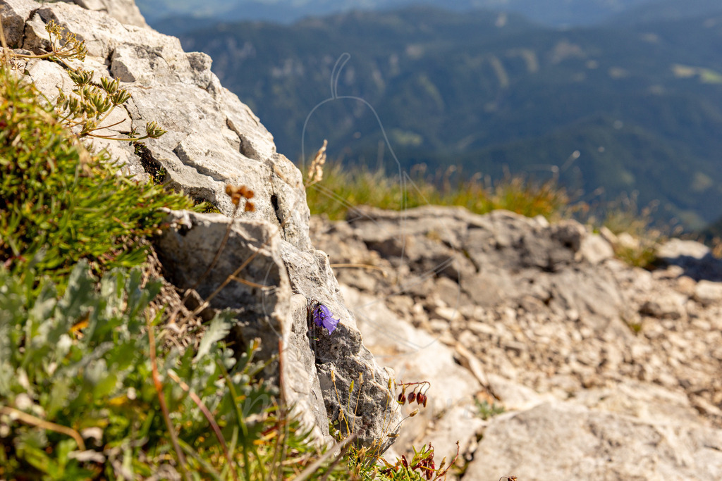 Rauher Kamm | Ihre Fotografin im Lungau, ihre Fotografin im Mostviertel, Wandbilder Onlineshop, Imagefotos für Ihr Unternehmen,  - Realisiert mit Pictrs.com