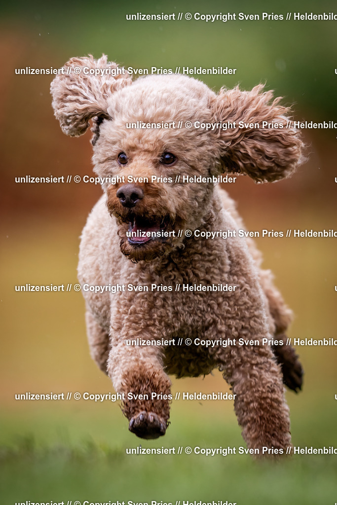 Sven Pries | 2024-04-21 - Hunderennen Baden-Oos
Foto: Sven Pries - Realisiert mit Pictrs.com