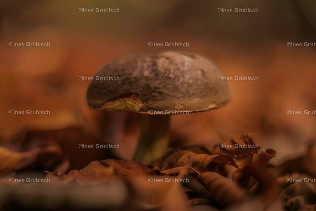 IMG_0922_1_ | Lila Lubbenbomm - Artwork by Ines Grubisch - Realisiert mit Pictrs.com