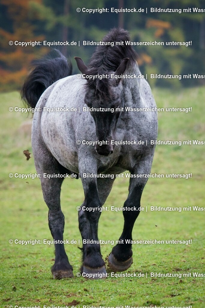 20151014_TOMsPiC_0299-2 | equistock