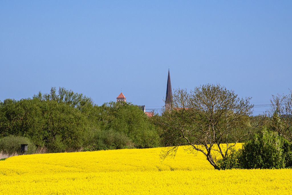 Blick über ein blühendes Rapsfeld auf Kirchtürme von Rostock | Blick über ein blühendes Rapsfeld auf Kirchtürme von Rostock.