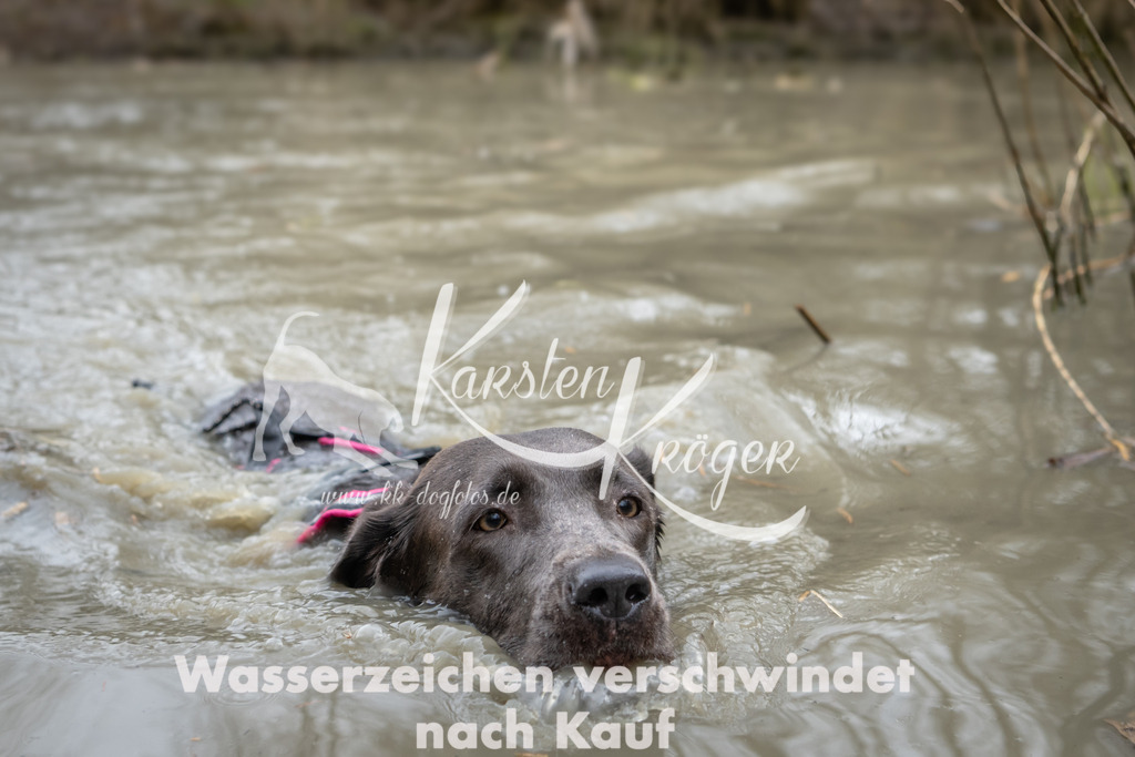 1457_ZZ91416 | kk-dogfotos