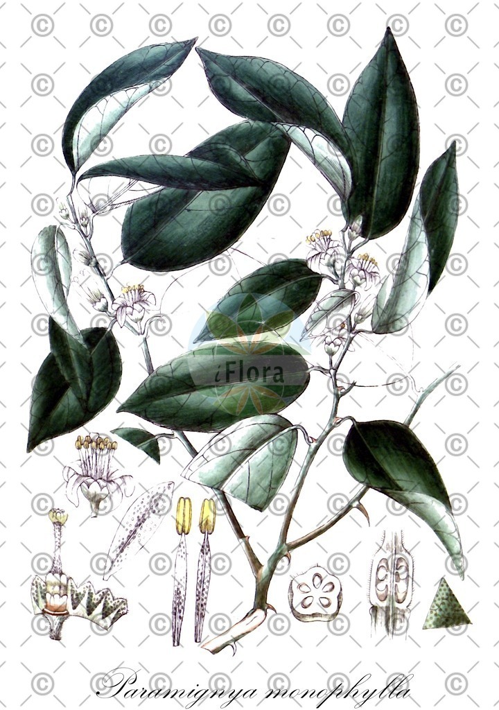 HistAbb_wfo-0000471137_1_ENZY_Simple | Historische Abbildung von Paramignya monophylla - Rutaceae | Historical Illustration of Paramignya monophylla - Rutaceae