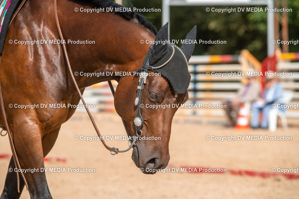 EWP_5797 | dv-media-shop - Realisiert mit Pictrs.com